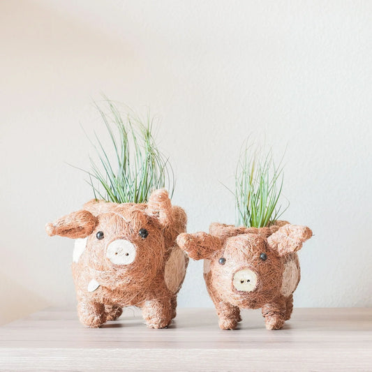 Little Coco Pig Planter